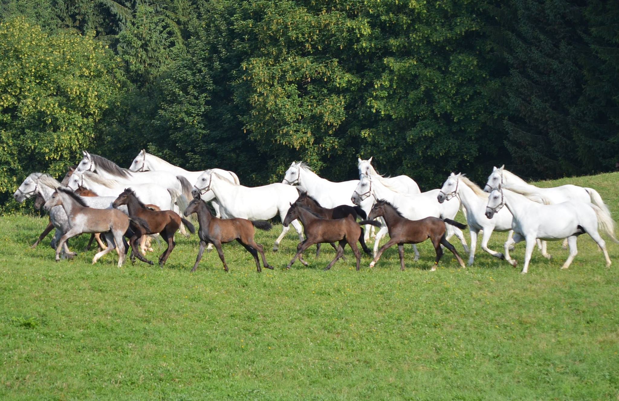 Lipizzaner Foals